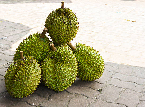Durian Fruit stock photo
