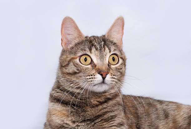istock Tricolor striped cat sitting on gray 486799518