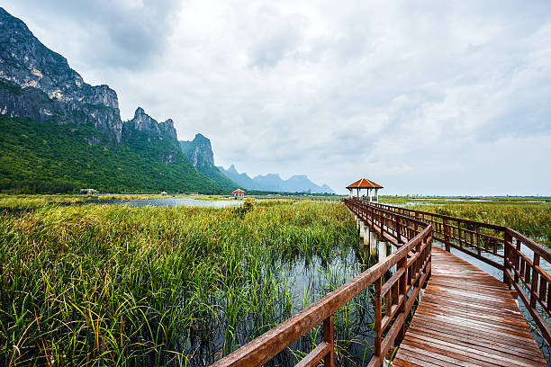 istock Wooden bridge on the lake 486800444