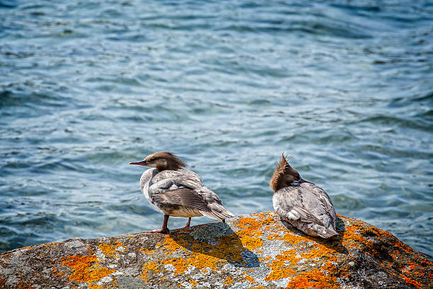 istock Common Merganser pair in Isle Royale National Park 486802308