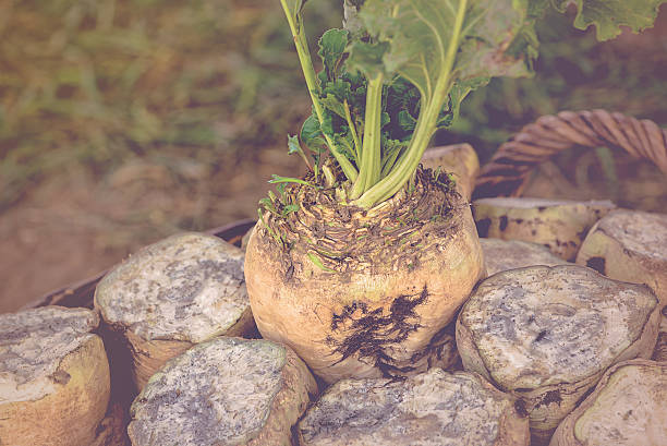 zuckerrübe in wicker basket - root vegetable picking monoculture nutrient stock-fotos und bilder