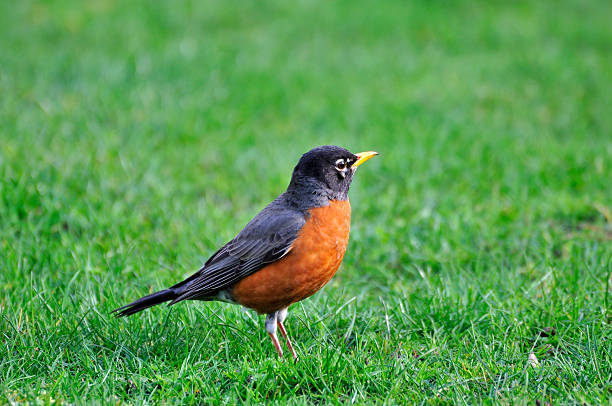 istock Orange-bellied black bird on the lawn 486803458
