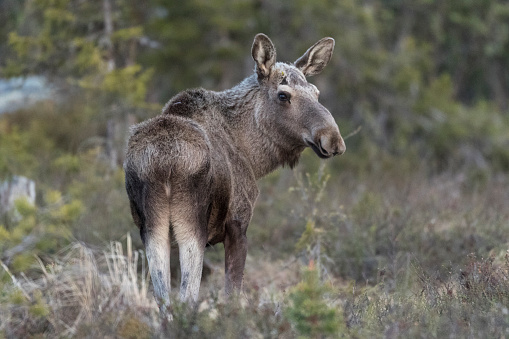Moose, Alces alces, standing and turning his head and looking in to the camera  Gällivare, Swedish Lapland, Sweden