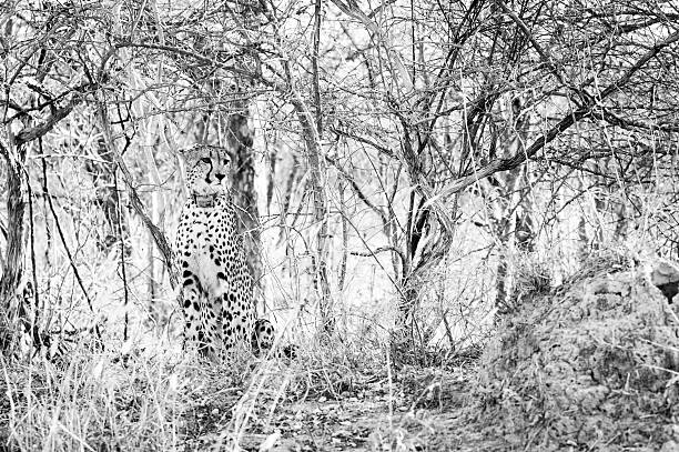 istock young cheetah sat in the bush 486804062
