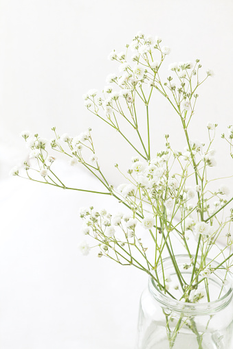 A jar of babys breath against a white background