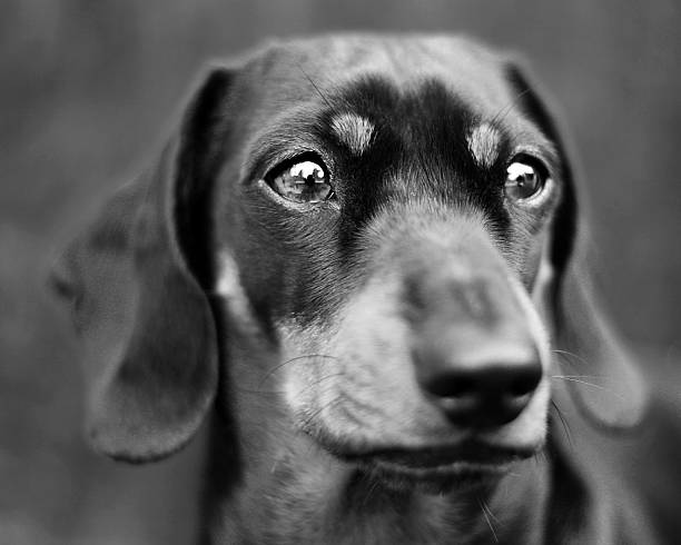 istock Portrait of a daschund 486804184