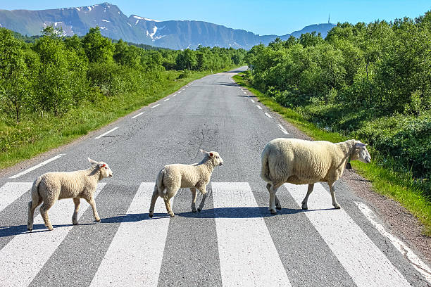 Sheeps crossing a country road in The Beatles style on a zebra crosswalk.