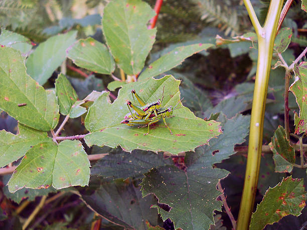 gody - locust two animals insect pest zdjęcia i obrazy z banku zdjęć