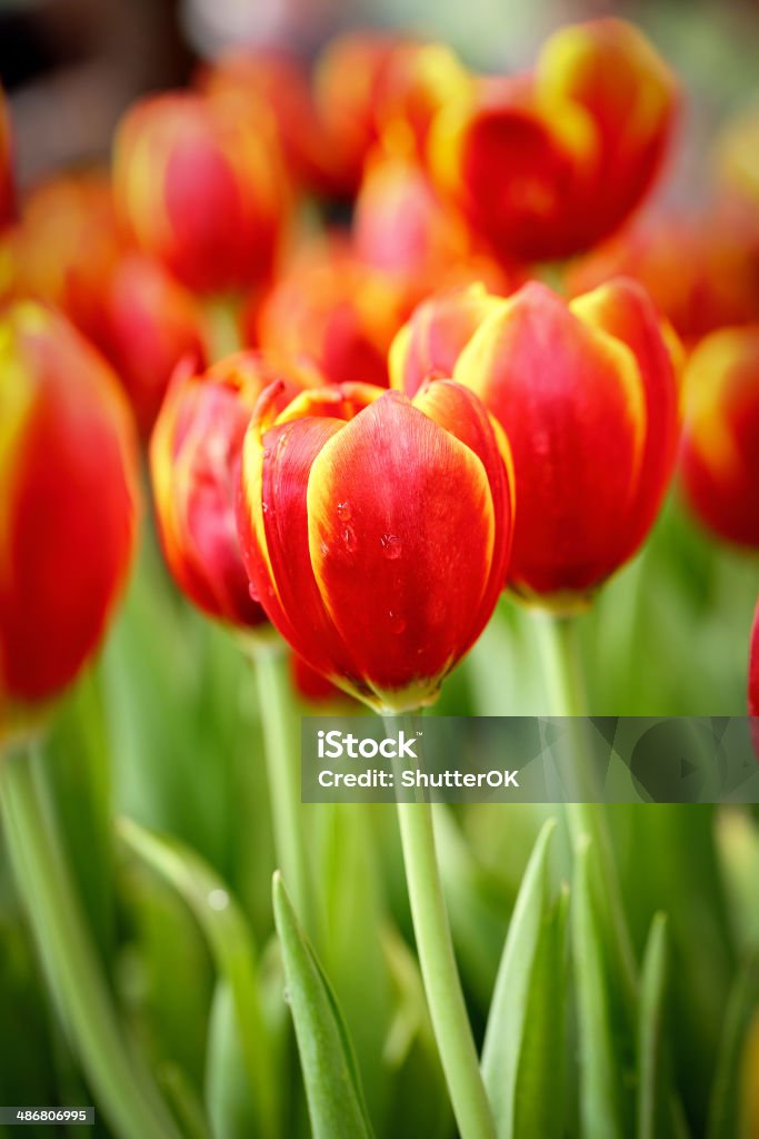 Close up Tilip flower Close up Tilip flower in the Thaialnd Garden Backgrounds Stock Photo