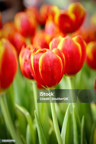 Close Up Tilip Flower Stock Photo - Download Image Now - Backgrounds, Botany, Bouquet