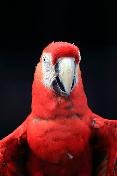 istock Scarlet macaw close up 486807508