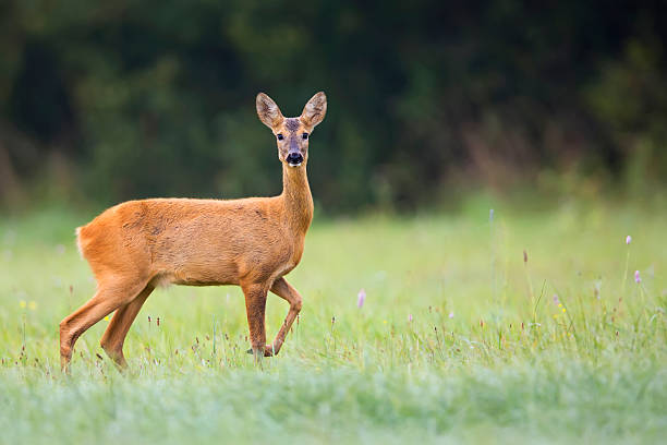 istock Beautiful roe-deer in the wild 486807609