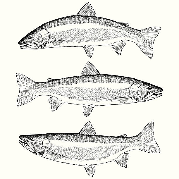 ilustraciones, imágenes clip art, dibujos animados e iconos de stock de trucha toro - bull trout