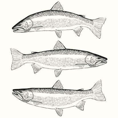Hand Drawn Illustration of Bull Trout