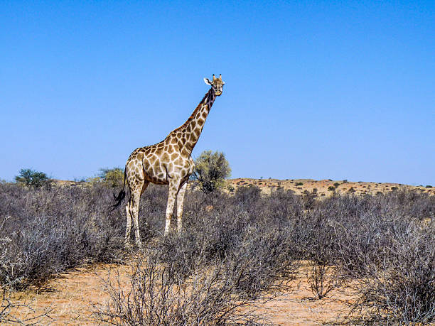 istock giraffe in Kgalagadi Transfrontier Park eats from the trees 486807878