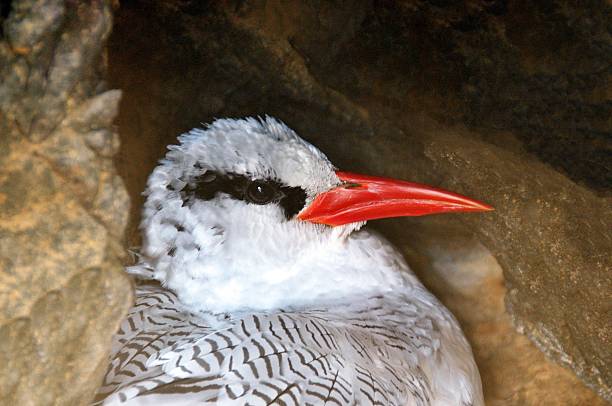 Red Tailed Tropic Bird inside nest Red Tailed Tropic Bird, also know as a Bosun bird sits inside a nest on the cliff of the uninhabited islet of Djeu, part of the Archipelago of Cabo Verde red tailed tropicbird stock pictures, royalty-free photos & images