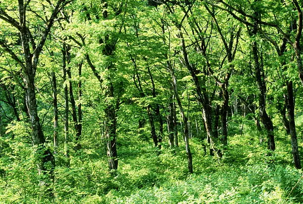 Photo of Forest of early summer