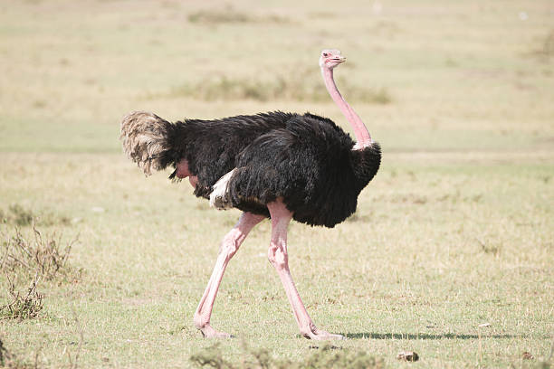 istock Ostrich strutting across the grassy African savannah 486808814