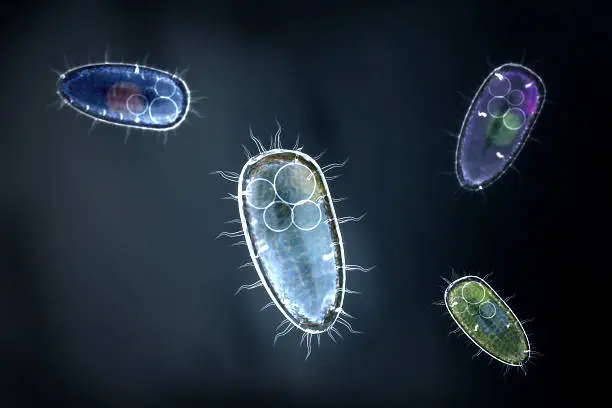 Photo of four colorful protozoons / unicellular organism