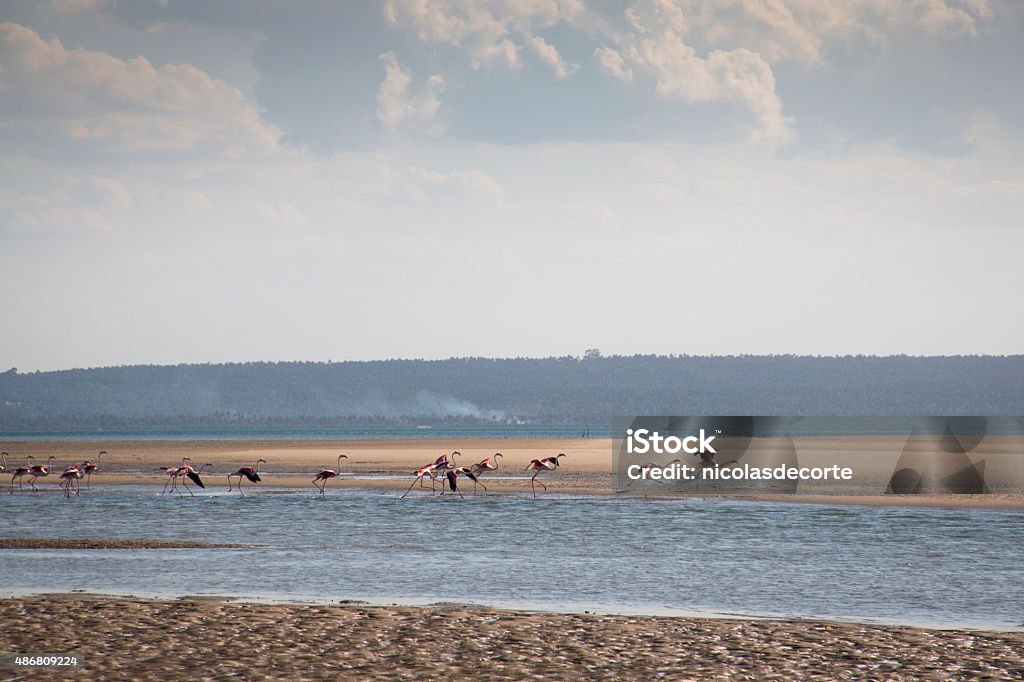 Flamingos no ilhas perto de Tofo - Foto de stock de 2015 royalty-free Flamingos no ilhas perto de Tofo - Foto de stock de 2015 royalty-free