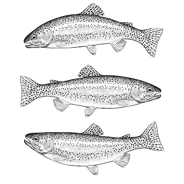 illustrazioni stock, clip art, cartoni animati e icone di tendenza di trota iridea - trout