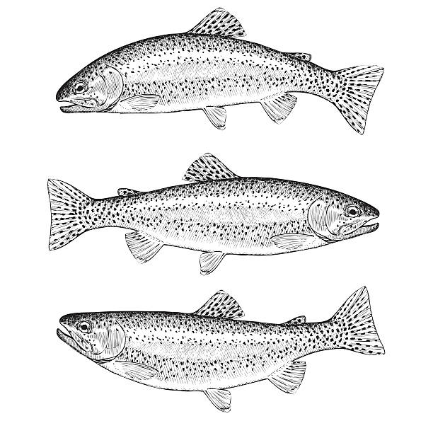 Rainbow Trout Hand Drawn Illustrations of Rainbow Trout trout illustrations stock illustrations