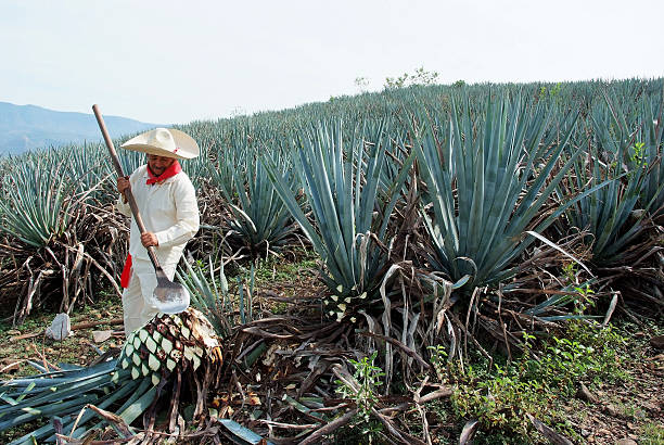 Man work in tequila industry stock photo