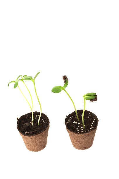 istock Two Sunflower seedling in a brown pot of peat 486809681