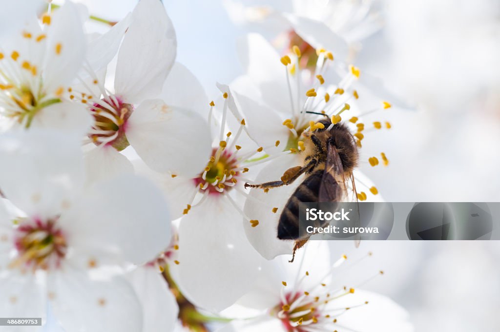 Bee pollinating a flower. Bee pollinating a flower, close up - shallow of dof. April Stock Photo