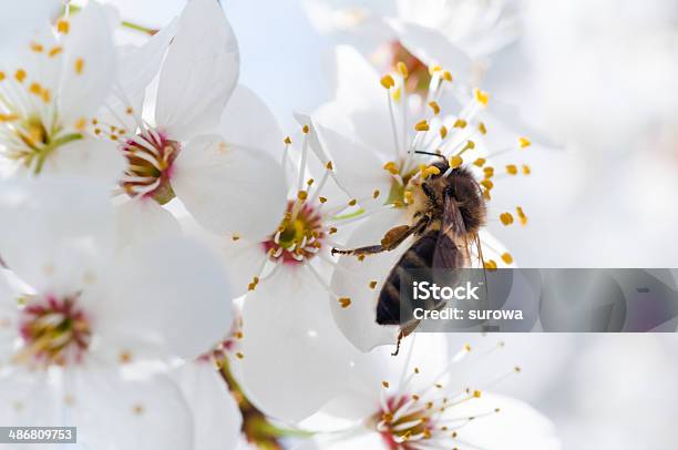 Bee Pollinating A Flower Stock Photo - Download Image Now - April, Beauty, Beauty In Nature