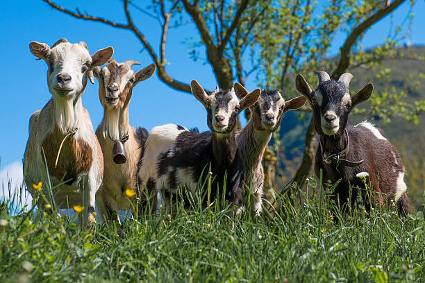 istock Goats that look at you 486811555
