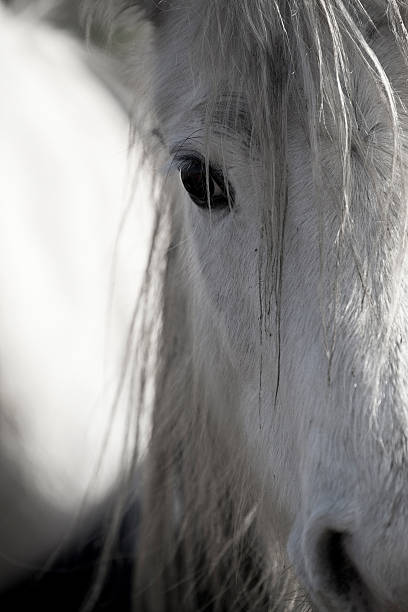 istock Horse Portrait 486811899