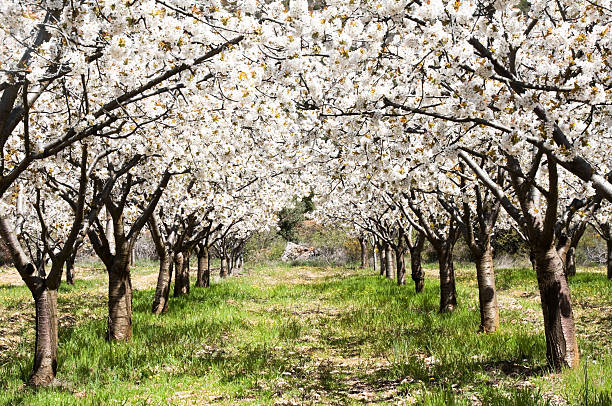 cherry blossoms, caderechas valley (spanien) - tal stock-fotos und bilder