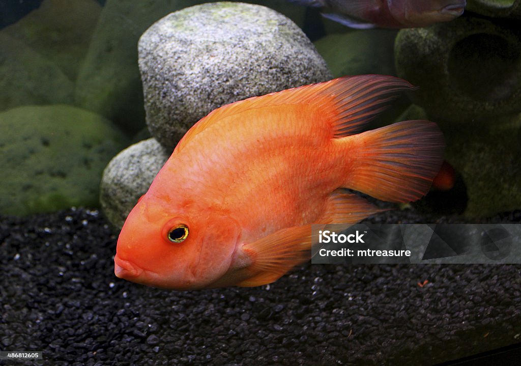 Large blood parrot fish cichlid image, in tropical aquarium tank Photo showing a large pink / orange blood parrot cichlid in a tropical fish tank, landscaped with fine black gravel and pebbles.  Parrotfish are a rather controversial fish, since they are a manmade hybrid created in the 1980s and are not to be confused with the similarly named 'parrot cichlids'.  They can be extremely aggressive fish and always need a large tank with substantial filtration. Aggression Stock Photo