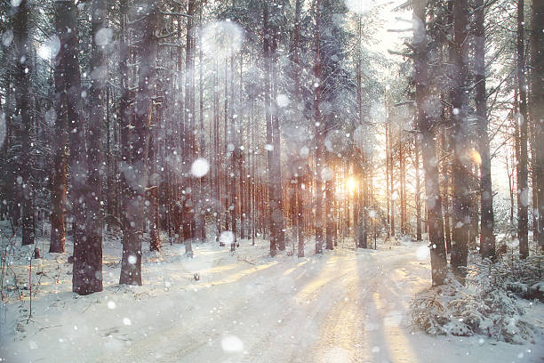 einem sonnigen tag hintergrund winter forest - winter forest woods wintry landscape stock-fotos und bilder