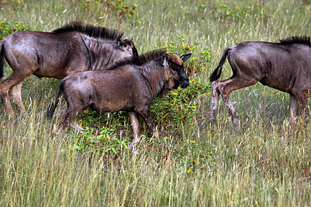 A group of Black Wildebeest  (Connochaetes gnou) at the Etosha National Park in northern Namibia. They are also known as Gnu.