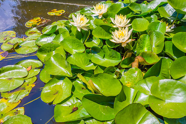 istock Water lily in pool of water 486813794