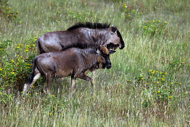 A pair of Black Wildebeest  (Connochaetes gnou) at the Etosha National Park in northern Namibia. They are also known as Gnu.