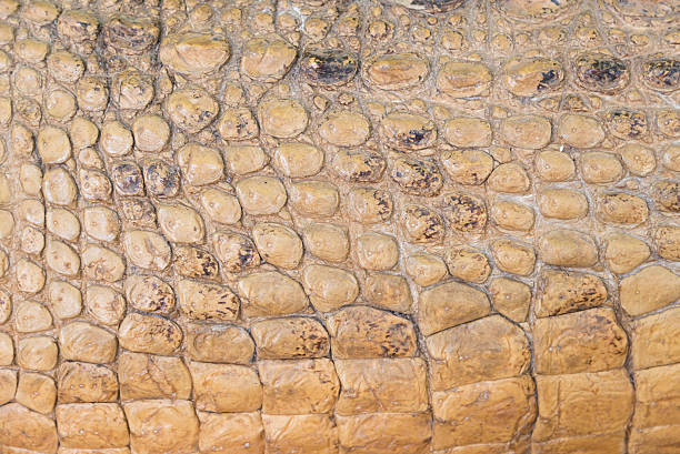 istock crocodile skin texture background, brown color 486813836