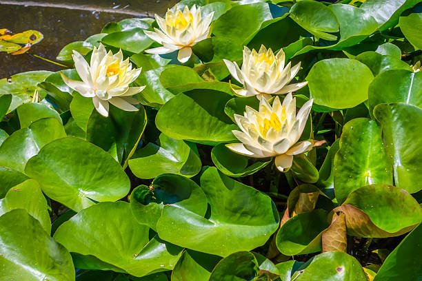 istock Water lily in pool of water 486813896