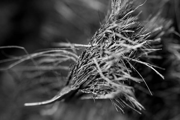 istock Nature in detail 486817442