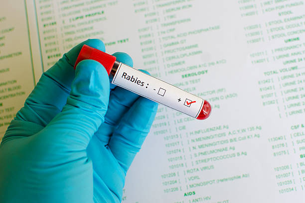 Rabies positive stock photo