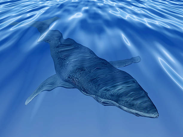 istock Whale in the deep blue sea 486818514