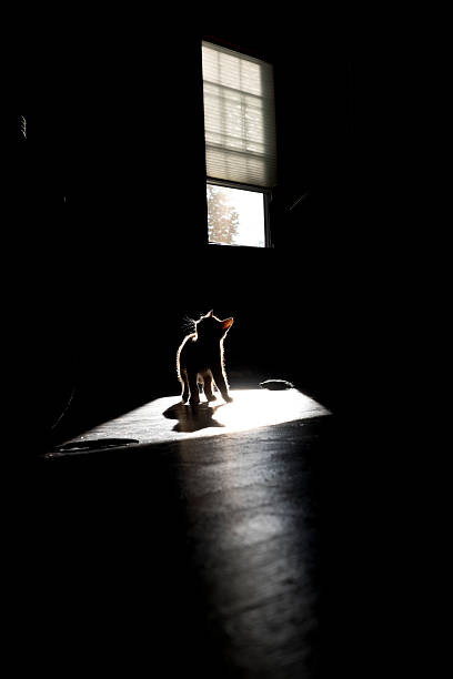 istock Kitten playing in a patch of sunlight in silhouette. 486818984