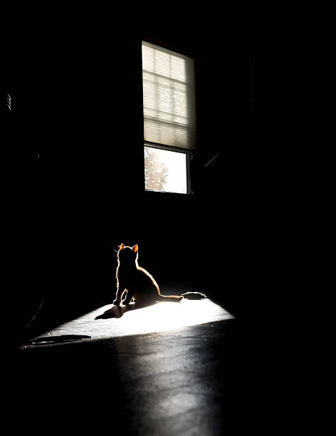 istock Kitten playing in a patch of sunlight in silhouette. 486818996