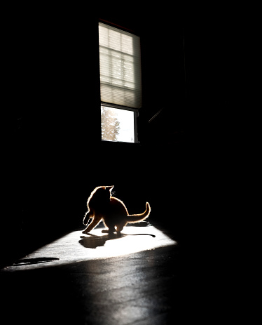 Kitten playing in a patch of sunlight in silhouette.  Vertical image with a window background.  Sunlight on floor with the kitten playing there.  Fur is rim lighted and the rest is dark black with great copy space.