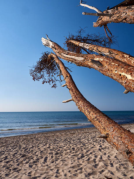 istock Trees at the baltic coast near Prerow 486819438