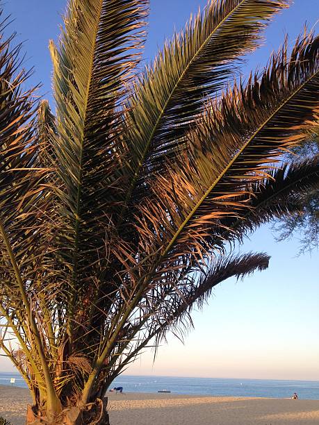 istock Palmtree in the sun 486819502