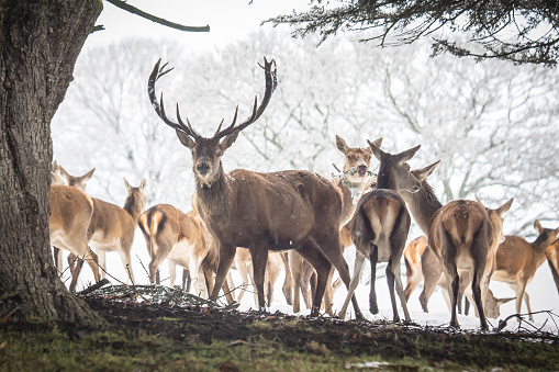Red Dear Stag with the rest of the herd in the snow. Part of a captive herd in Chatsworth Park in Derbyshire have been there since the 15 th Century