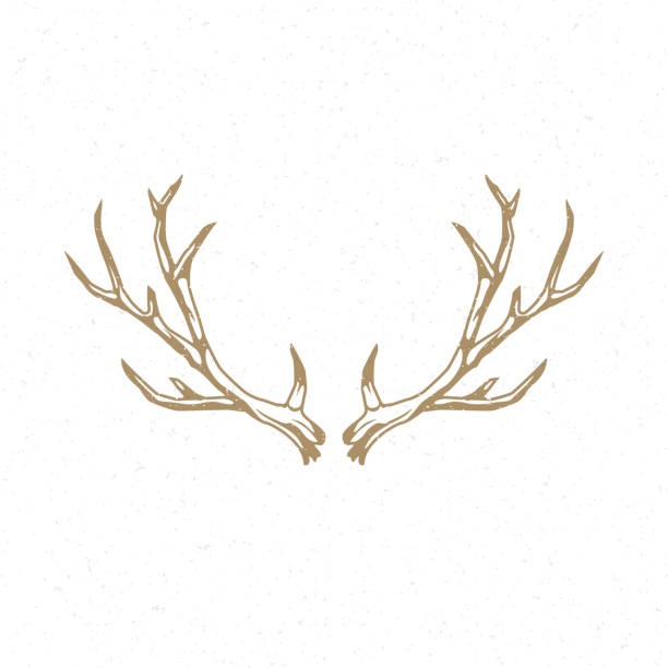 illustrazioni stock, clip art, cartoni animati e icone di tendenza di deer corni logo modello emblema disegno a mano - ramificazione